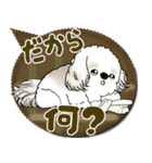 シーズー犬 2025 「親」（個別スタンプ：22）