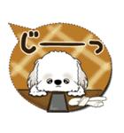 シーズー犬 2025 「親」（個別スタンプ：31）