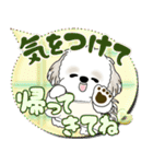 シーズー犬 2025 「親」（個別スタンプ：34）