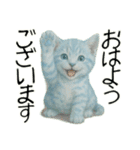 推し猫【青】（個別スタンプ：5）