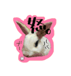 いちご大魔神のうさぎスタンプ・改（個別スタンプ：33）
