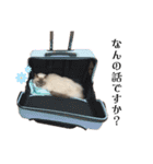 ねろたんスタンプ14（個別スタンプ：6）