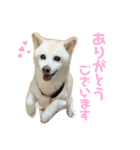 白柴のあられ2（個別スタンプ：2）