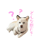 白柴のあられ2（個別スタンプ：6）