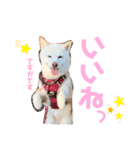 白柴のあられ2（個別スタンプ：10）