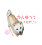 白柴のあられ2（個別スタンプ：18）