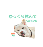 白柴のあられ2（個別スタンプ：23）