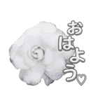 I LOVE♥CAMELLIA（個別スタンプ：1）