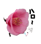 I LOVE♥CAMELLIA（個別スタンプ：6）