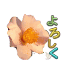 I LOVE♥CAMELLIA（個別スタンプ：11）