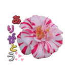 I LOVE♥CAMELLIA（個別スタンプ：15）