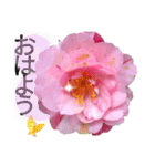 I LOVE♥CAMELLIA（個別スタンプ：16）