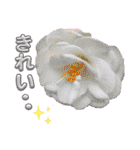 I LOVE♥CAMELLIA（個別スタンプ：20）