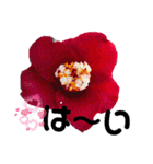 I LOVE♥CAMELLIA（個別スタンプ：23）