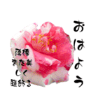 I LOVE♥CAMELLIA（個別スタンプ：26）