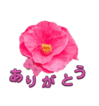 I LOVE♥CAMELLIA（個別スタンプ：27）
