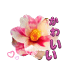 I LOVE♥CAMELLIA（個別スタンプ：29）