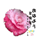 I LOVE♥CAMELLIA（個別スタンプ：33）