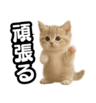 子猫verマンチカン2（個別スタンプ：2）