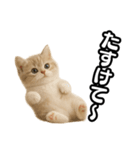 子猫verマンチカン2（個別スタンプ：3）