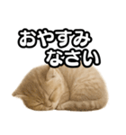 子猫verマンチカン2（個別スタンプ：4）