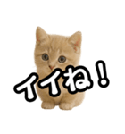 子猫verマンチカン2（個別スタンプ：5）