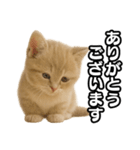 子猫verマンチカン2（個別スタンプ：6）