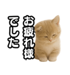 子猫verマンチカン2（個別スタンプ：7）