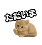 子猫verマンチカン2（個別スタンプ：8）