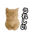 子猫verマンチカン2（個別スタンプ：11）