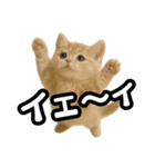 子猫verマンチカン2（個別スタンプ：12）