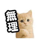 子猫verマンチカン2（個別スタンプ：13）