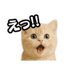 子猫verマンチカン2（個別スタンプ：14）