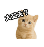子猫verマンチカン2（個別スタンプ：15）
