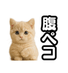 子猫verマンチカン2（個別スタンプ：16）