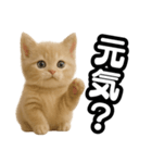 子猫verマンチカン2（個別スタンプ：20）