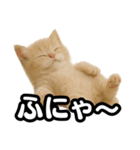 子猫verマンチカン2（個別スタンプ：23）