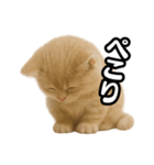 子猫verマンチカン2（個別スタンプ：24）