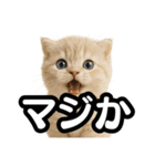 子猫verマンチカン2（個別スタンプ：25）