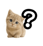 子猫verマンチカン2（個別スタンプ：30）