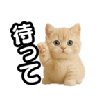 子猫verマンチカン2（個別スタンプ：33）