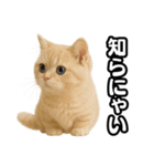 子猫verマンチカン2（個別スタンプ：34）