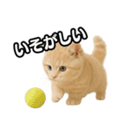 子猫verマンチカン2（個別スタンプ：35）