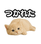 子猫verマンチカン2（個別スタンプ：36）