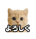 子猫verマンチカン2（個別スタンプ：38）
