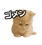子猫verマンチカン2（個別スタンプ：40）