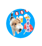 はっぴぃテリアの夏だぁsummerだぁ（個別スタンプ：3）