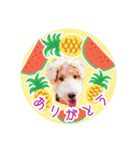 はっぴぃテリアの夏だぁsummerだぁ（個別スタンプ：4）