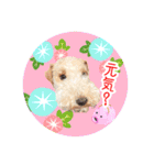 はっぴぃテリアの夏だぁsummerだぁ（個別スタンプ：6）