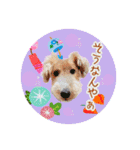 はっぴぃテリアの夏だぁsummerだぁ（個別スタンプ：8）